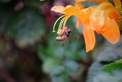 Close-up of bee pollinating on yellow flower