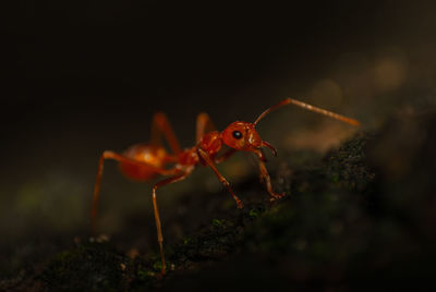 Close-up of threatened fire ant 