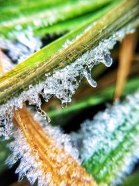 Close-up of icicles on grass