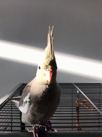 Close-up of bird perching