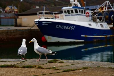 Bird perching on boat at beach