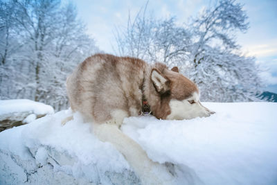 View of a dog on snow covered field