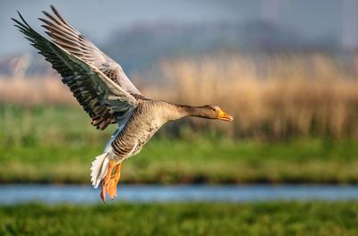 Close-up of eagle flying