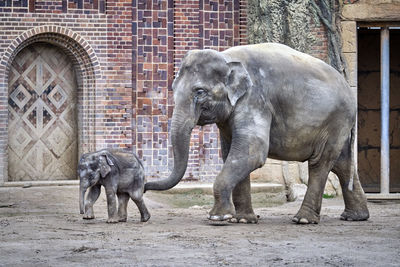 View of elephant in zoo