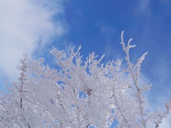 Close-up of snow covered tree against blue sky