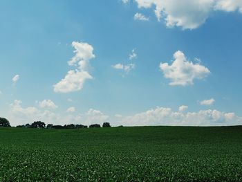 Scenic view of agricultural field against sky