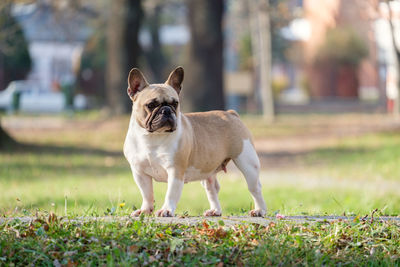 Portrait of dog standing on land