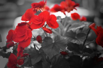 Close-up of red rose