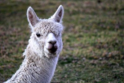 Wooly white alpaca head shot