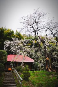 Trees growing in park