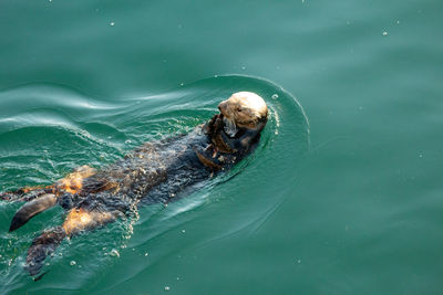 High angle view of turtle in sea