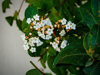 Close-up of flowers blooming on tree