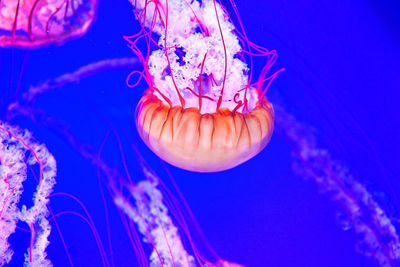 Close-up of jellyfish swimming in sea