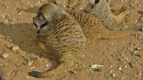 Close-up of cat