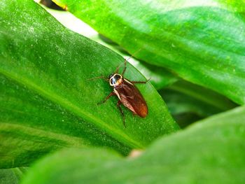 Close-up of insect on leaf