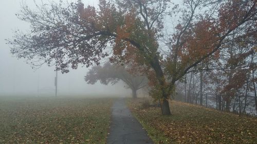 Trees in foggy weather