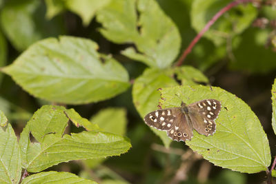 leaf