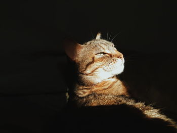 Close-up of cat against black background