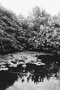 Reflection of trees in water