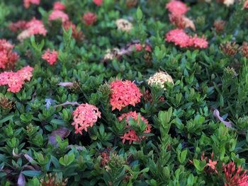 High angle view of pink flowering plants