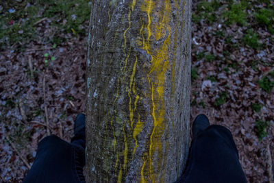 Low section of man on tree trunk in forest