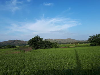 Scenic view of agricultural field against sky