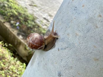 snail