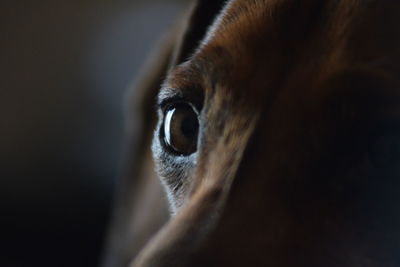 Close-up of dog