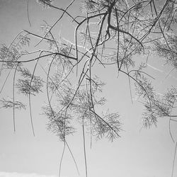 Low angle view of spider web on tree against sky