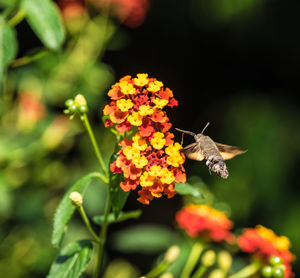 Close-up of butterfly pollinating on flower