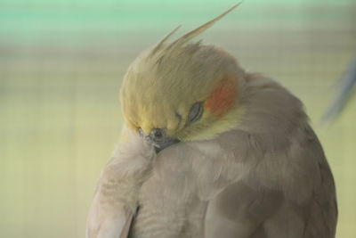 Close-up of parrot perching