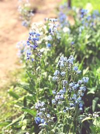 Close-up of purple flowering plants on field