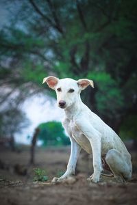 Portrait of dog standing on land