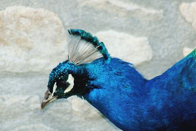 Close-up of a peacock