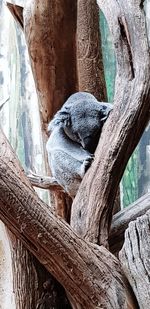 View of an animal sleeping on tree trunk