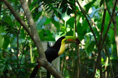 Bird perching on a branch