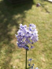 Close-up of purple flower growing in field