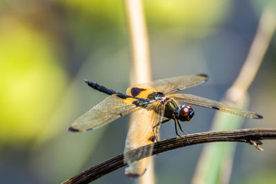 Close-up of dragonfly