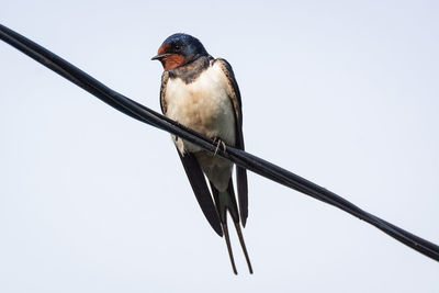 Low angle view of bird perching on cable against clear sky