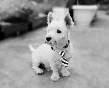 Portrait of puppy sitting outdoors