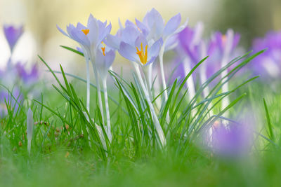 Close-up of purple crocus flowers on field