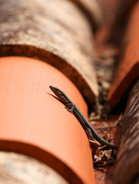 Close-up of lizard on roof-tile