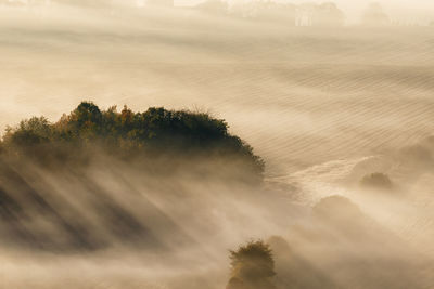 High angle view of trees on landscape