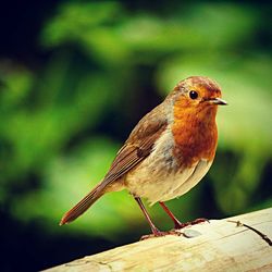 Close-up of bird perching outdoors