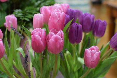 Close-up of pink tulip flowers
