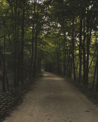 Dirt road amidst trees in forest