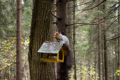 View of an animal hanging on tree trunk in forest