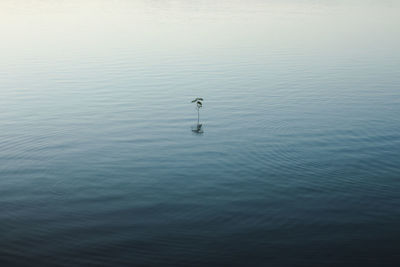 High angle view of bird in lake