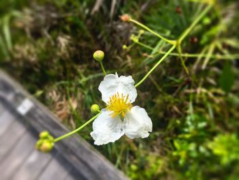 Close-up of white flower