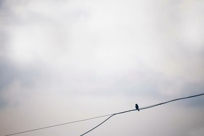 Low angle view of birds perching on cable against sky